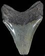 Juvenile Megalodon Tooth - South Carolina #49987-1